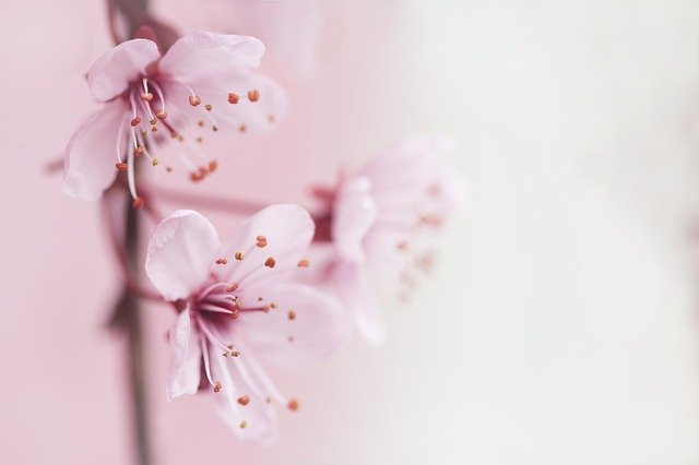 免费下载春天开花的花朵盛开的树免费图片以使用 GIMP 免费在线图像编辑器进行编辑