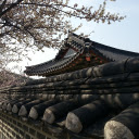Spring Blossoms Over a Palace Wall  screen for extension Chrome web store in OffiDocs Chromium