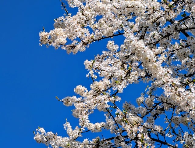 Free download spring blossoms white flower free picture to be edited with GIMP free online image editor