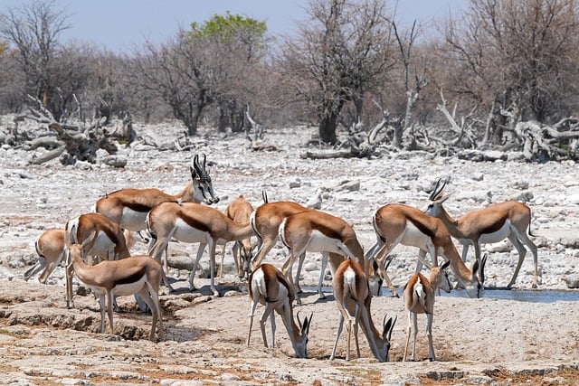 Free download springbok antelope namibia free picture to be edited with GIMP free online image editor