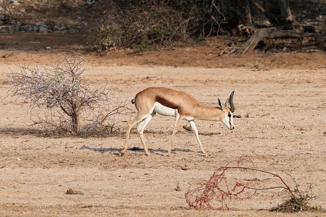Free download springbok antelope namibia africa free picture to be edited with GIMP free online image editor