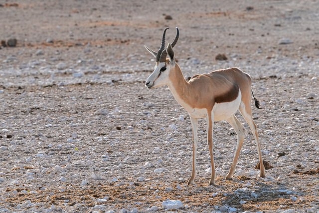Free download springbok horns nature animal free picture to be edited with GIMP free online image editor