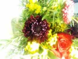 Free download Spring Bouquet free photo or picture to be edited with GIMP online image editor