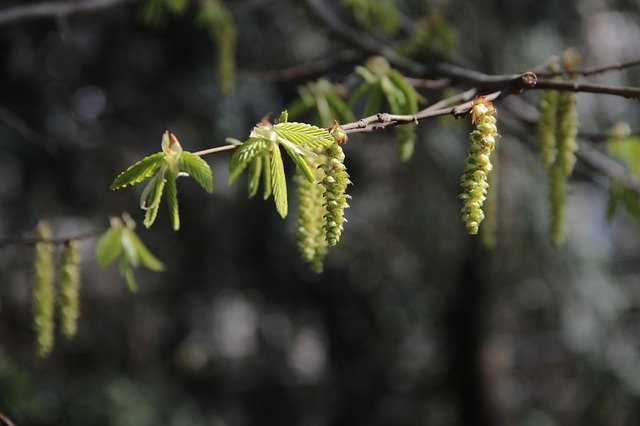 Descărcare gratuită Spring Branch Nature - fotografie sau imagine gratuită pentru a fi editată cu editorul de imagini online GIMP