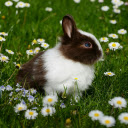 Spring Bunny Meadow Theme  screen for extension Chrome web store in OffiDocs Chromium