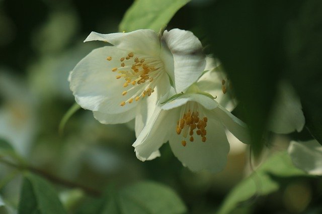 Free download Spring Bush Flowering White -  free photo or picture to be edited with GIMP online image editor