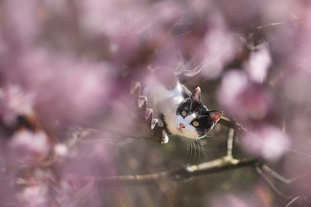 Free download spring cat flowers roof m42 pink free picture to be edited with GIMP free online image editor