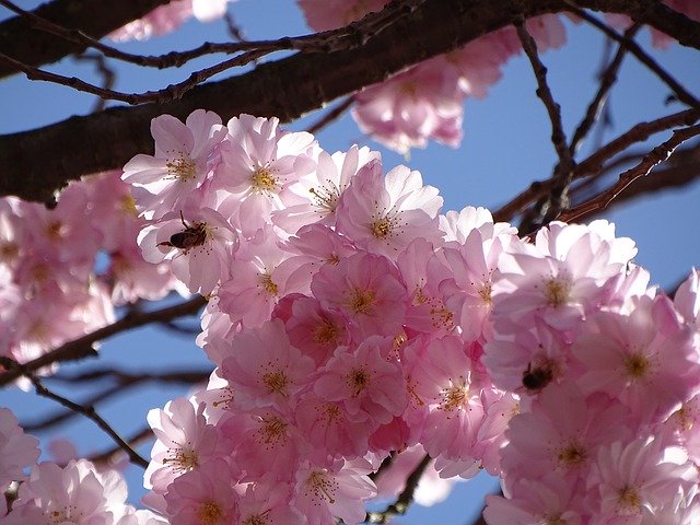 Descarga gratuita Spring Cherry Blossom Tree: foto o imagen gratuita para editar con el editor de imágenes en línea GIMP