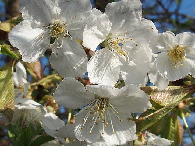 Free download Spring Cherry Blossom White -  free photo or picture to be edited with GIMP online image editor