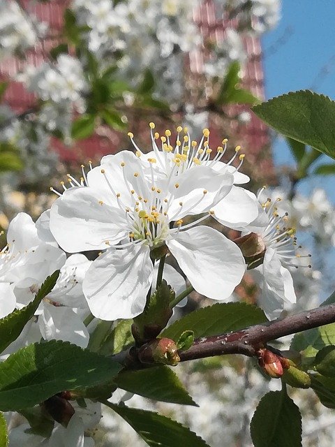 Kostenloser Download Spring Cherry Tree Blossom - kostenloses Foto oder Bild zur Bearbeitung mit GIMP Online-Bildbearbeitung