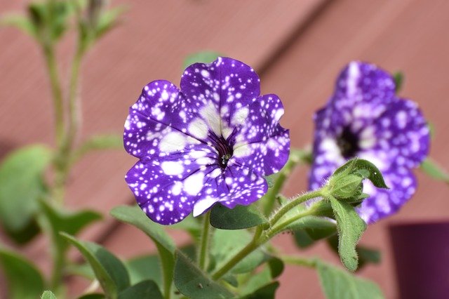免费下载春天五颜六色的花朵 - 使用 GIMP 在线图像编辑器编辑的免费照片或图片