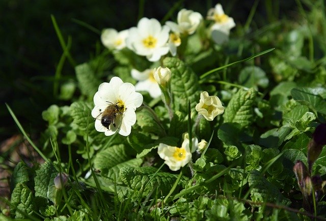 Descărcare gratuită Spring Cowslip Bee - fotografie sau imagini gratuite pentru a fi editate cu editorul de imagini online GIMP