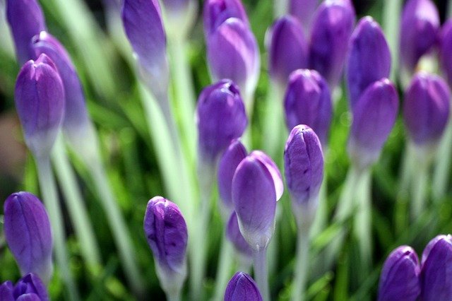 Free download spring crocus close up free picture to be edited with GIMP free online image editor
