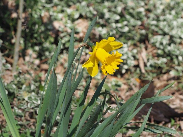 Descărcare gratuită Spring Daffodil Yellow - fotografie sau imagine gratuită pentru a fi editată cu editorul de imagini online GIMP