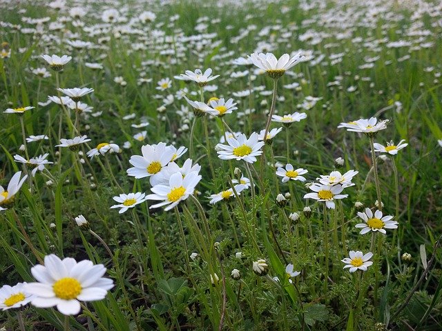 Muat turun percuma Spring Daisy Flower - foto atau gambar percuma untuk diedit dengan editor imej dalam talian GIMP