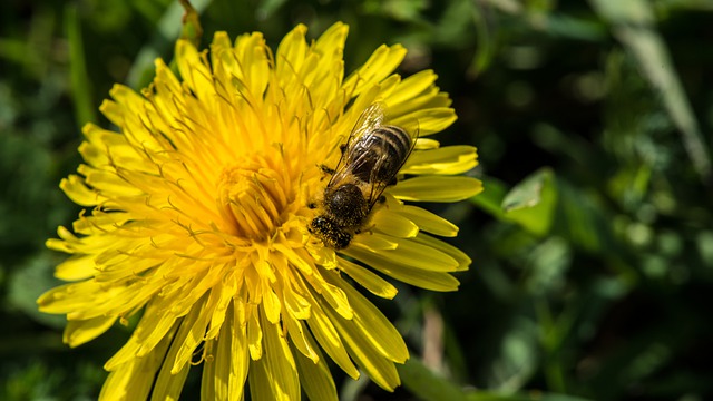 Free download spring dandelion pollination bee free picture to be edited with GIMP free online image editor