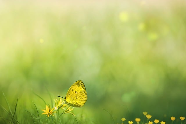Free download spring field butterfly herb free picture to be edited with GIMP free online image editor