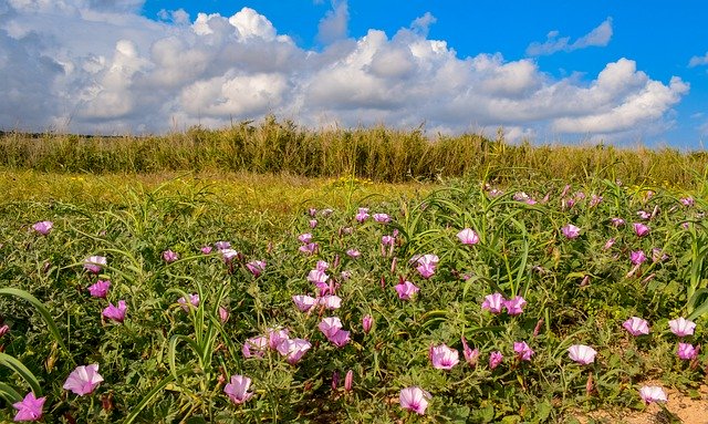 Free download Spring Field Flowers -  free photo or picture to be edited with GIMP online image editor