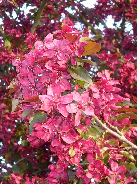 免费下载春天的花朵苹果树 - 使用 GIMP 在线图像编辑器编辑的免费照片或图片