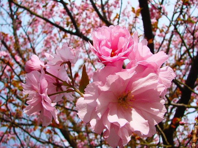 Безкоштовно завантажте Spring Flower Blooms - безкоштовне фото або зображення для редагування в онлайн-редакторі зображень GIMP