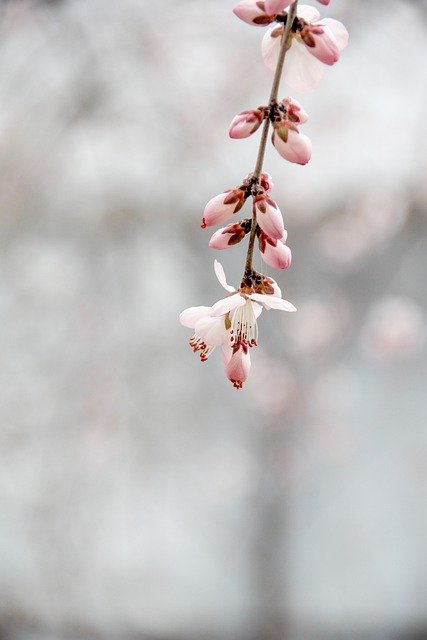 Free download spring flower blossom botany bloom free picture to be edited with GIMP free online image editor