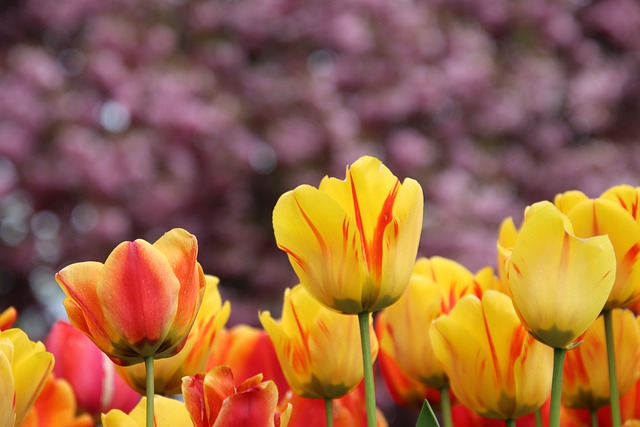 Free download spring flower blossoms free picture to be edited with GIMP free online image editor