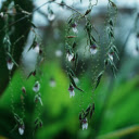 Spring Flower Branch  screen for extension Chrome web store in OffiDocs Chromium
