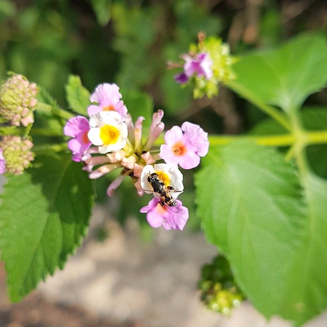 Muat turun percuma Spring Flower Bug - foto atau gambar percuma untuk diedit dengan editor imej dalam talian GIMP