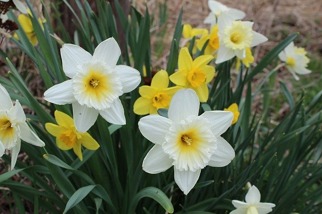 Descarga gratuita Spring Flower Daffodil - foto o imagen gratuita para editar con el editor de imágenes en línea GIMP
