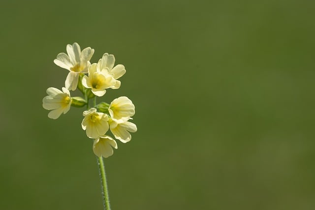 Free download spring flower flower botany yellow free picture to be edited with GIMP free online image editor