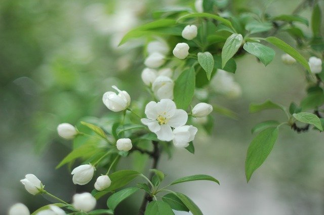 Descarga gratuita Spring Flower Flowers Blossom - foto o imagen gratuita para editar con el editor de imágenes en línea GIMP