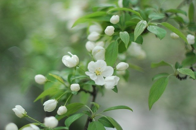 ດາວໂຫລດດອກກຸຫລາບ Spring Flowers ຟຣີ - ຮູບພາບຫຼືຮູບພາບທີ່ບໍ່ເສຍຄ່າເພື່ອແກ້ໄຂດ້ວຍຕົວແກ້ໄຂຮູບພາບອອນໄລນ໌ GIMP