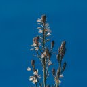 Spring Flower Grass  screen for extension Chrome web store in OffiDocs Chromium