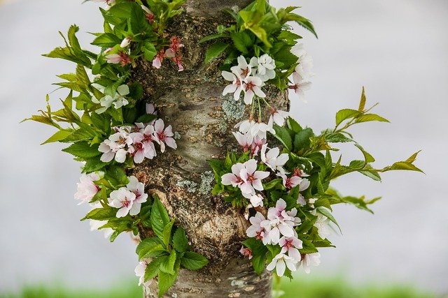 Free download spring flowering bl bloom garden free picture to be edited with GIMP free online image editor