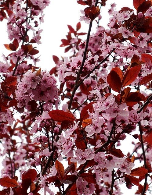 Free picture Spring Flowering Tree Pink -  to be edited by GIMP free image editor by OffiDocs