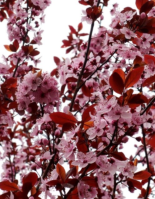 Libreng download Spring Flowering Tree Pink - libreng larawan o larawan na ie-edit gamit ang GIMP online na editor ng imahe