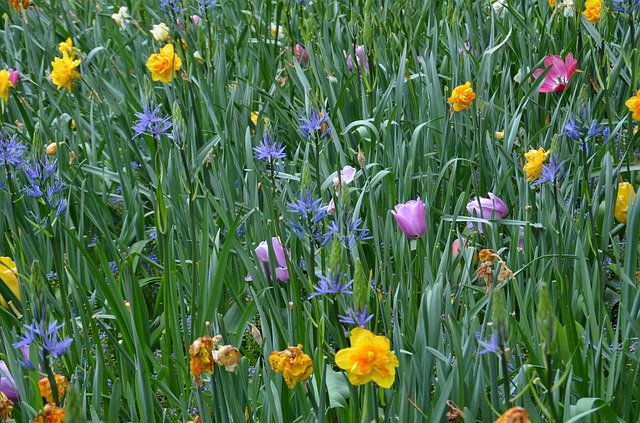 Free download Spring Flower Meadow Keukenhof -  free free photo or picture to be edited with GIMP online image editor