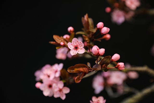 Free download spring flower plum blossom free picture to be edited with GIMP free online image editor