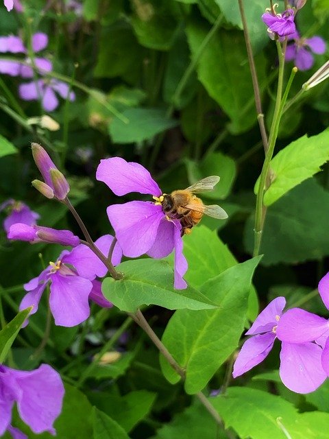 Free download Spring Flowers Bee -  free photo or picture to be edited with GIMP online image editor