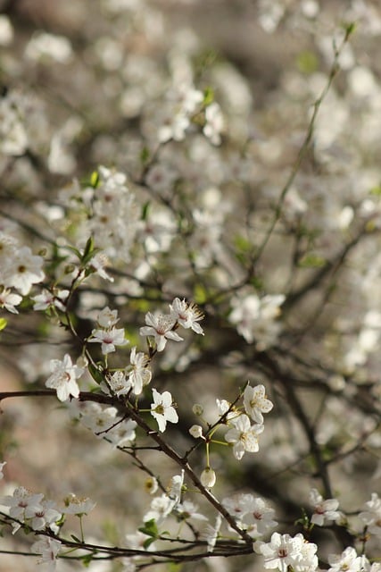 Free download spring flowers blossom bloom free picture to be edited with GIMP free online image editor