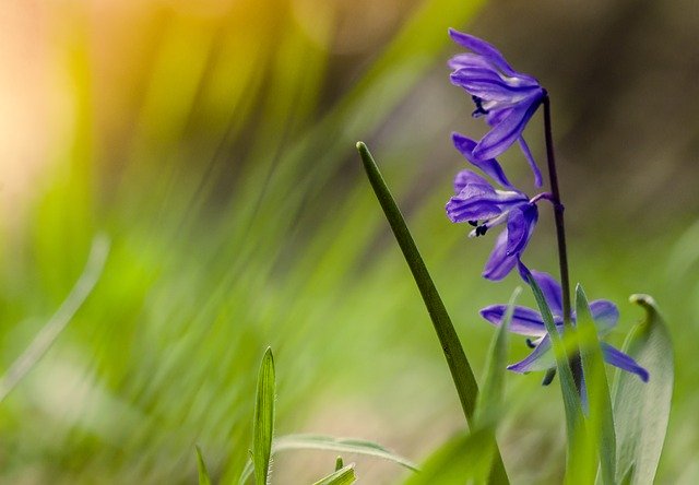 Baixe gratuitamente Toques Azuis de Flores de Primavera - foto ou imagem gratuita a ser editada com o editor de imagens online do GIMP