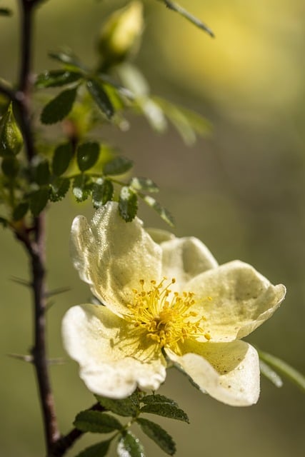 Free download spring flowers botany bloom free picture to be edited with GIMP free online image editor