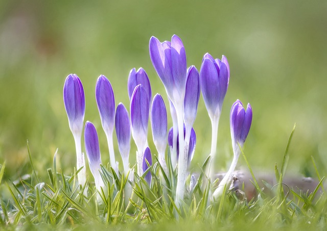 Free download spring flowers crocus purple free picture to be edited with GIMP free online image editor
