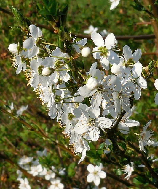 Kostenloser Download Frühlingsblumen Blühender Zweig - kostenloses Foto oder Bild zur Bearbeitung mit GIMP Online-Bildbearbeitung