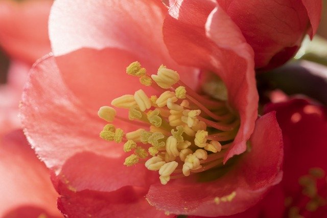 Free download Spring Flowers Flowering Red -  free photo or picture to be edited with GIMP online image editor