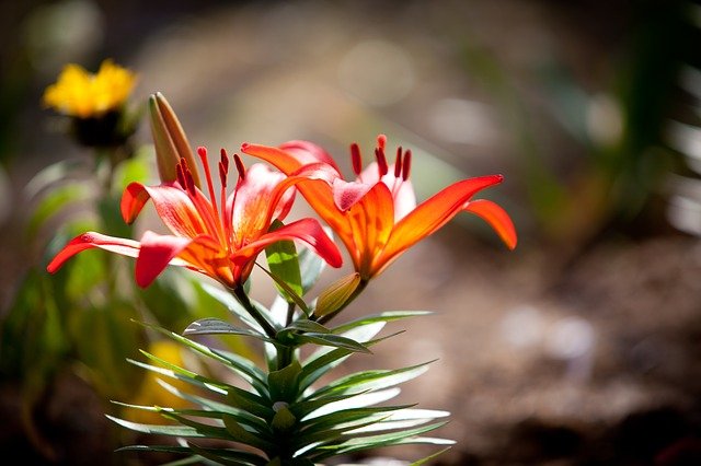 जीआईएमपी मुफ्त ऑनलाइन छवि संपादक के साथ संपादित किए जाने वाले अप्रैल के वसंत फूल फूल की मुफ्त तस्वीर डाउनलोड करें