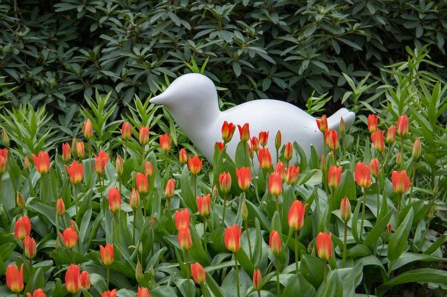 قم بتنزيل Spring Flowers Keukenhof - صورة مجانية أو صورة ليتم تحريرها باستخدام محرر الصور عبر الإنترنت GIMP