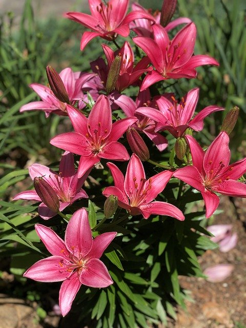 Free download Spring Flowers Lillies Pink -  free photo or picture to be edited with GIMP online image editor