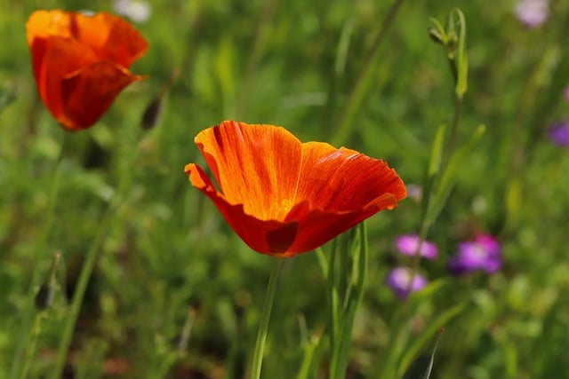 Free download spring flower spring flower nature free picture to be edited with GIMP free online image editor