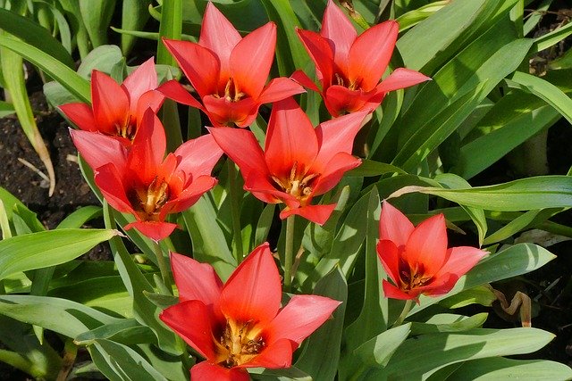Free download Spring Flowers Red -  free photo or picture to be edited with GIMP online image editor